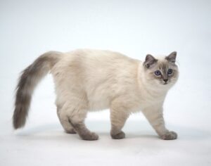 Claude - Ragdoll - side profile. 