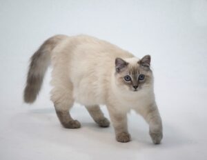 Claude - Ragdoll - prowling. 