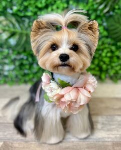 Diddy - Biewer Terrier - gorgeous.