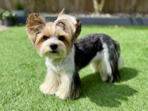 Diddy - Biewer Terrier- side profile. 