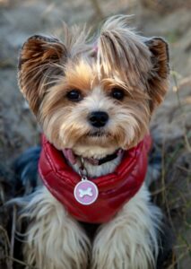 Diddy - Biewer Terrier- on walk. 