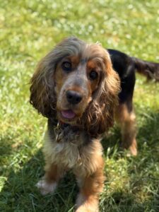 Figgy - Show Cocker Spaniel - in the grass.