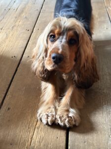 Figgy - Show Cocker Spaniel - stretching.