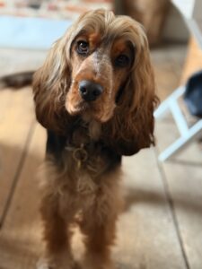 Figgy - Show Cocker Spaniel waiting patiently.