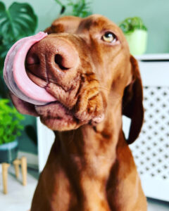 Hunter - Hungarian Vizsler - tongue out.