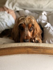 Figgy - Show Cocker Spaniel - in bed.
