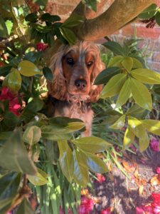 Figgy - Show Cocker Spaniel - in the trees.