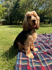 Figgy - Show Cocker Spaniel - having picnic,