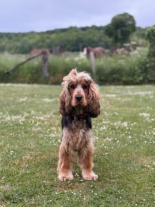 Figgy - Show Cocker Spaniel - on a walk.