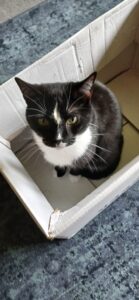 Missy Mouse - Moggy looking up. 