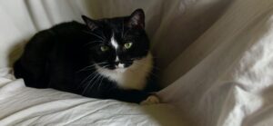 Missy Mouse - Moggy - smiling.