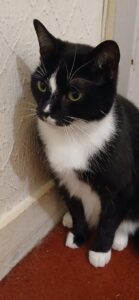 Missy Mouse - Moggy - standing to attention. 