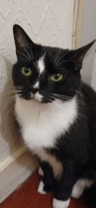 Missy Mouse - Moggy - looking graceful.