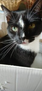 Missy Mouse - Moggy - standing to attention. 