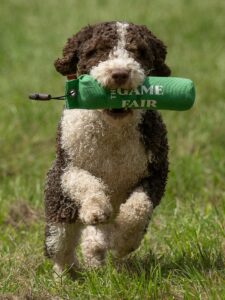 Ossi - Spanish Water Dog - fetching