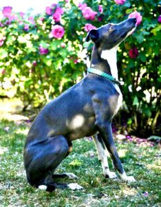 POLLY-WHIPPET-SIDE PROFILE. 