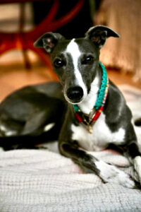 POLLY-WHIPPET-LOOKING DEMURE. 