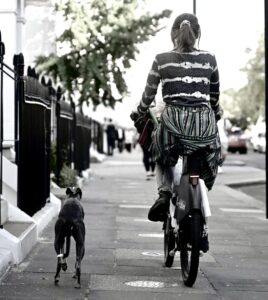 POLLY-WHIPPET-BICYCLE. 