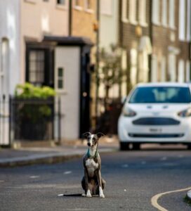 POLLY-WHIPPET-LOOKING GORGEOUS. 