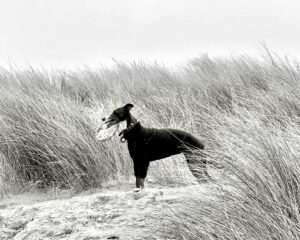 POLLY-WHIPPET-ARTISTIC SHOT. 