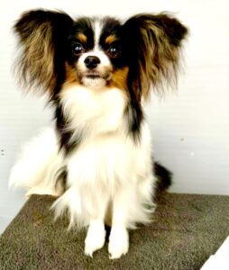 Posy-Papilon - posing.