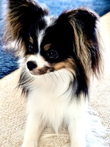 Posy-Papilon -looking demure.