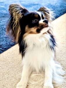 Posy-Papilon - waiting.
