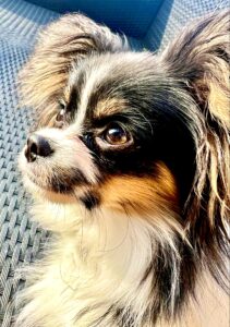 Posy-Papilon - side profile.