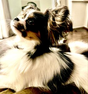 Posy-Papilon - looking up.