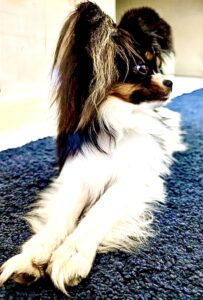 Posy-Papilon -side profile 2