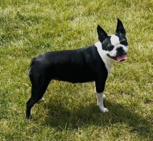RU-BOSTON TERRIER - SIDE PROFILE.