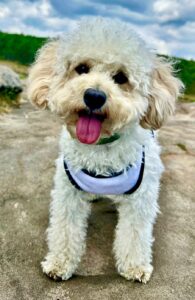 Ttoya-Maltipoo- looking cute. 