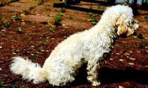 Ttoya-Maltipoo-side profile.