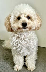 Ttoya-Maltipoo- posing.