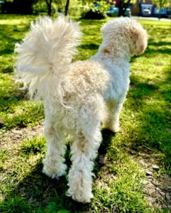 Ttoya-Maltipoo-showing off fluffy tail. 