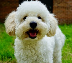 Ttoya-Maltipoo- smiling to the camera. 
