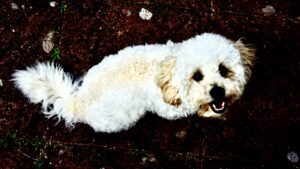 Ttoya-Maltipoo-laying down. 
