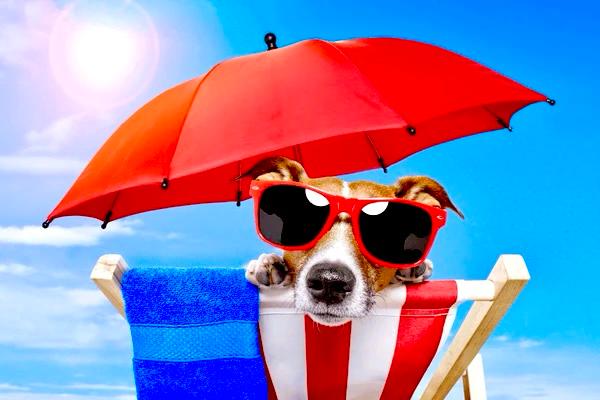 A dog on a sun lounger with a red parasol