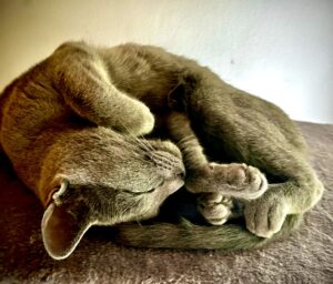 Myshkin-Russian Blue-curled up. 