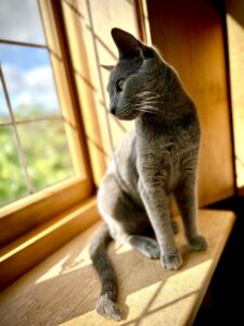 Myshkin-Russian Blue-watching.