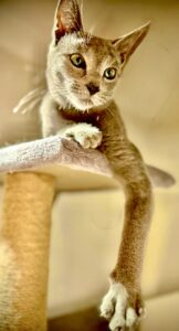 Myshkin-Russian Blue-playing. 