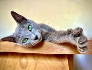 Myshkin-Russian Blue-relaxing. 