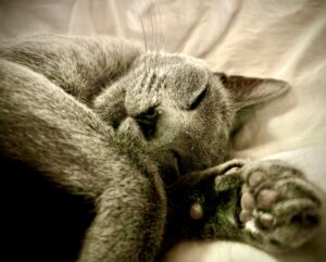Myshkin-Russian Blue-sleeping. 