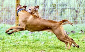 Aishta the red Rhodesian Ridgeback jumps through the air with a friend