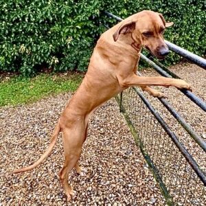 Aishta the red Rhodesian Ridgeback stand with her paws on a gate