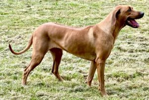 Aishta the red Rhodesian Ridgeback stands sideways in a field