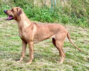 Aishta the red Rhodesian Ridgeback stands sideways in a field