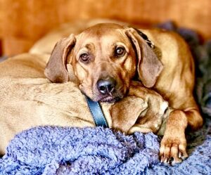 Aishta the red Rhodesian Ridgeback snuggles with a friend