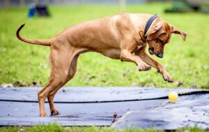 Aishta the red Rhodesian Ridgeback stands jumps in the air whilst playing ball
