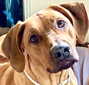 Aishta the red Rhodesian Ridgeback tilts her head whilst looking at the camera